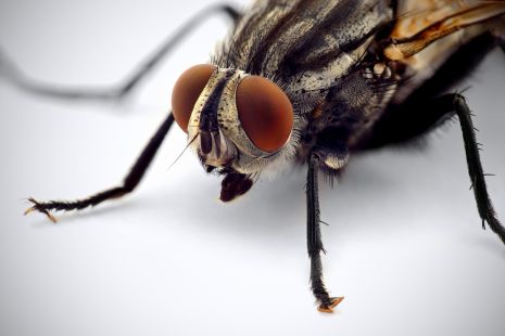 Fly macro eyes wallpaper