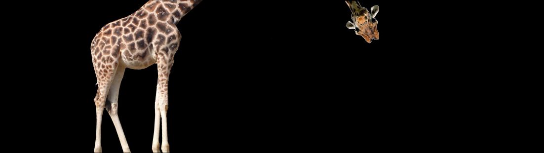 Giraffe dual screen wallpaper