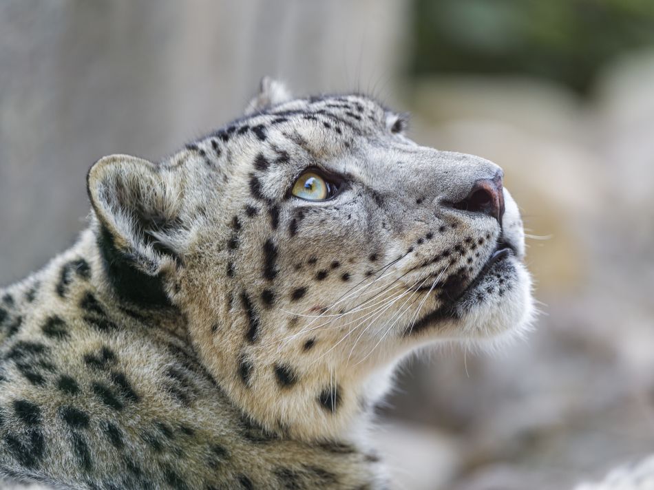 Snow Leopard Hd Wallpaper 3800x2850 Gludy