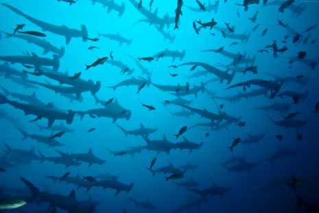 sharks bay wallpaper