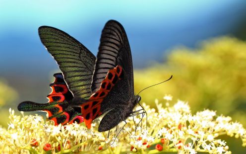 Butterfly wallpaper