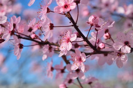 Cherry blossom wallpaper