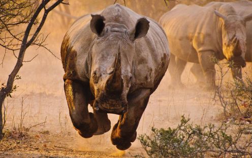 Rhinoceros charging wallpaper